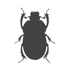 Beetle Weight Items